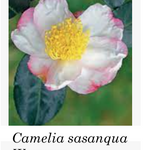 Camelia sasanqua Weroona vaso 28/30 come da foto