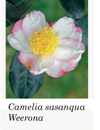 Camelia sasanqua Weroona vaso 28/30 come da foto