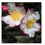 Camelia sasanqua Weroona vaso 28/30 come da foto