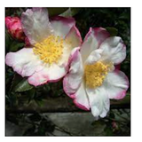 Camelia sasanqua Weroona vaso 28/30 come da foto