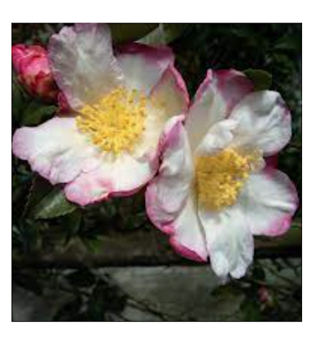 Camelia sasanqua Weroona vaso 28/30 come da foto