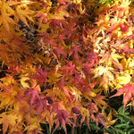 Acer Palmatum nana vaso 25 cm adatto per bonsai