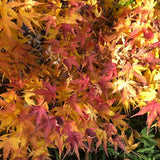 Acer Palmatum nana vaso 25 cm adatto per bonsai