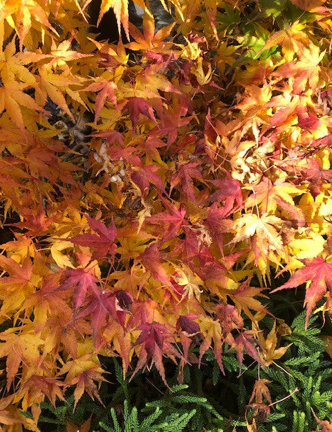 Acer Palmatum nana vaso 25 cm adatto per bonsai