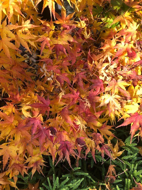 Acer Palmatum nana vaso 25 cm adatto per bonsai