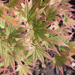 Acer Palmatum 9001 vaso 18