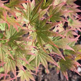 Acer Palmatum 9001 vaso 18