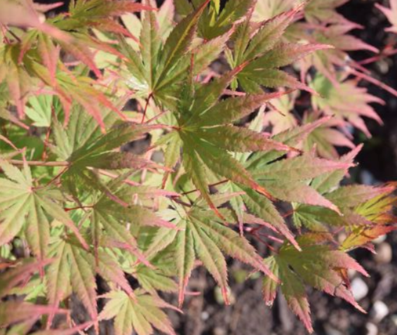 Acer Palmatum 9001 vaso 18