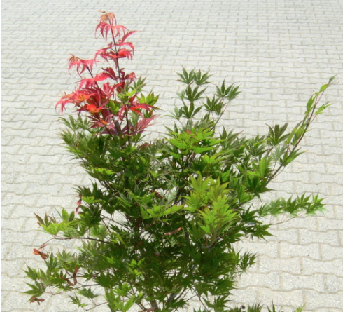 Acer Palmatum 9001 vaso 18