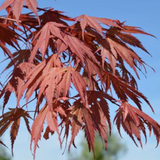 Acer Palmatum 9001 vaso 18