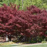 Acer Palmatum Suminagashi  cm. 60/70