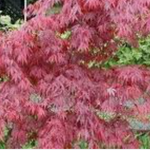 Acer Palmatum Suminagashi  cm. 60/70