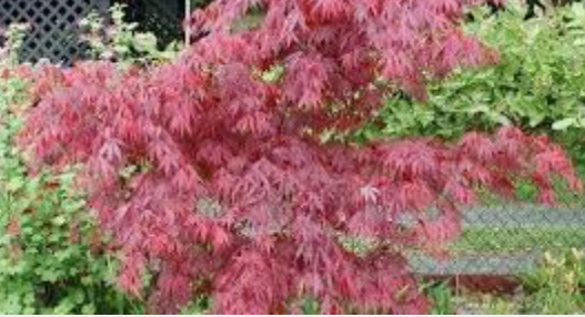 Acer Palmatum Suminagashi  cm. 60/70