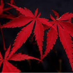 Acer Palmatum Suminagashi  cm. 60/70