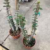 ALLUAUDIA PROCERA cm. 20/22