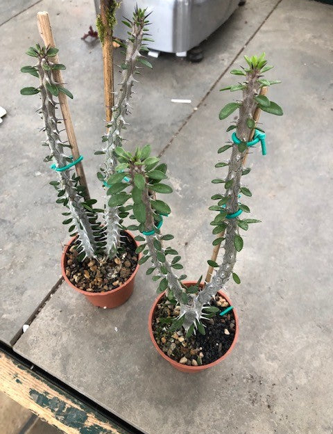 ALLUAUDIA PROCERA cm. 20/22