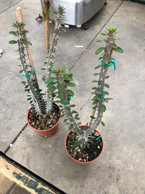 ALLUAUDIA PROCERA cm. 20/22