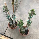 ALLUAUDIA PROCERA cm. 20/22