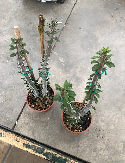 ALLUAUDIA PROCERA cm. 20/22