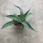 Agave Montana cm.30  resistenza - 15° gradi
