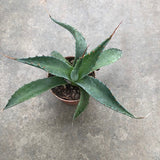 Agave Montana cm.30  resistenza - 15° gradi