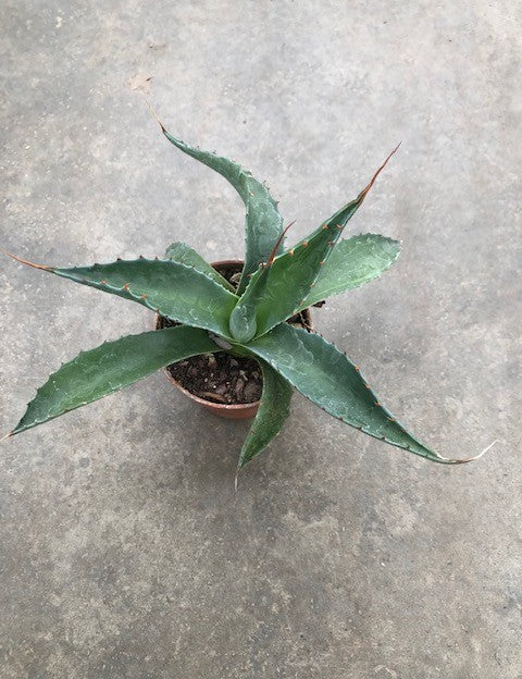 Agave Montana cm.30  resistenza - 15° gradi