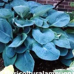 Hosta Sieboldiana elegans