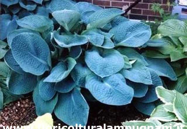 Hosta Sieboldiana elegans