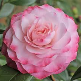 Camelia japonica Nuccio's Pearl  vaso 19
