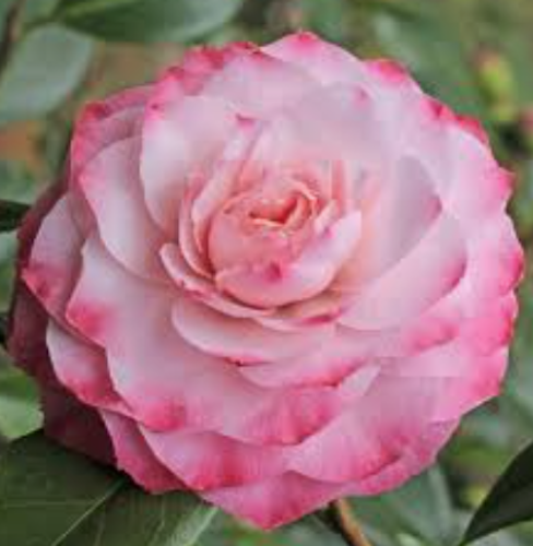 Camelia japonica Nuccio's Pearl  vaso 19