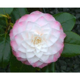 Camelia japonica Nuccio's Pearl  vaso 19