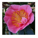 Camelia japonica California vaso 19  cm.60/80