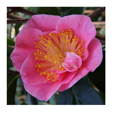 Camelia japonica California vaso 19  cm.60/80