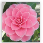 Camelia japonica Mrs. Tingley cm. 60/70
