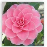 Camelia japonica Mrs. Tingley cm. 60/70