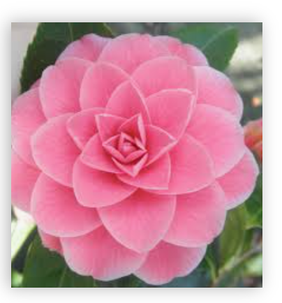 Camelia japonica Mrs. Tingley cm. 60/70