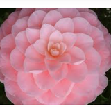 Camelia japonica Mrs. Tingley cm. 60/70