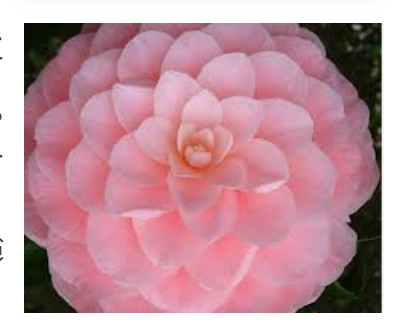 Camelia japonica Mrs. Tingley cm. 60/70