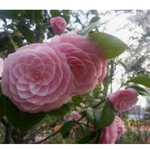 Camelia japonica Mrs. Tingley cm. 60/70