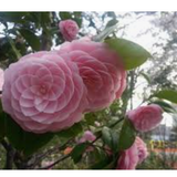 Camelia japonica Mrs. Tingley cm. 60/70