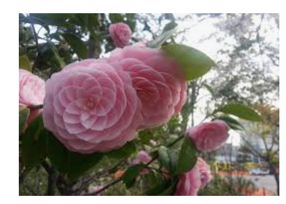 Camelia japonica Mrs. Tingley cm. 60/70