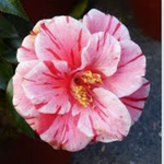 Camelia japonica Oki no Nami vaso 19
