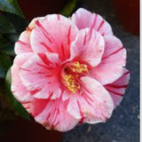 Camelia japonica Oki no Nami vaso 19