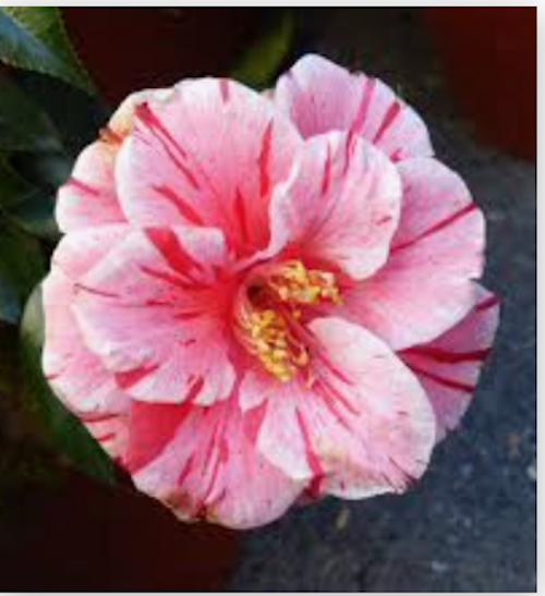 Camelia japonica Oki no Nami vaso 19