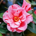 Camelia japonica Oki no Nami vaso 19