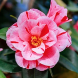 Camelia japonica Oki no Nami vaso 19