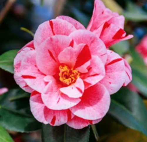 Camelia japonica Oki no Nami vaso 19