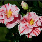 Camelia japonica Oki no Nami vaso 19