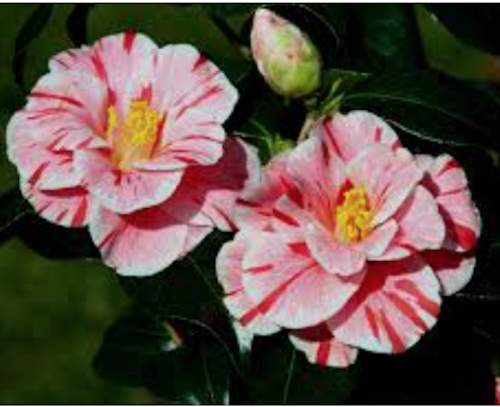Camelia japonica Oki no Nami vaso 19