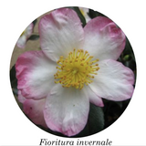 Camelia sasanqua Narumi-Gata (Profumata)